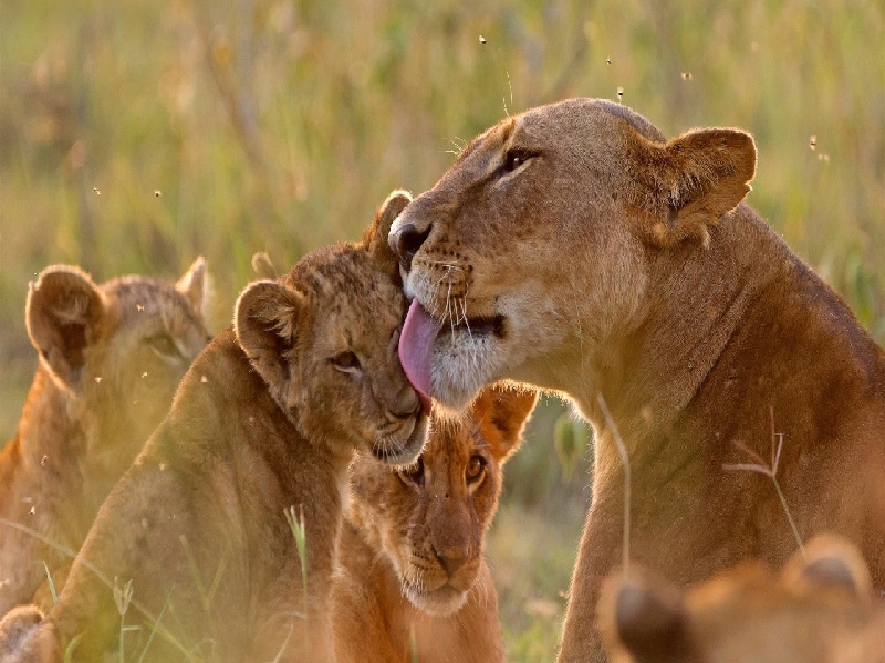 沈阳安联医院试管用于固定试管的仪器深圳孕妇试管价格